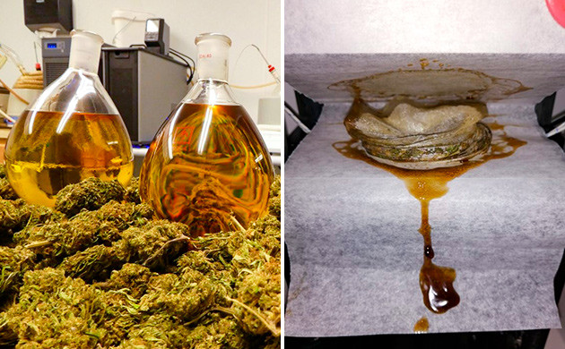 Никки Ти: Дорога от BHO к solventless гашишу BHO против гашиша без растворителей: Путь Никки Ти