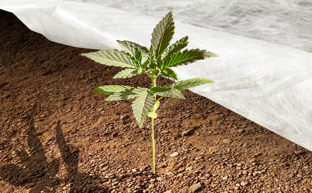 Укутывание ростка агроволокном