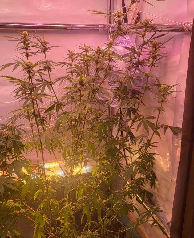 Куст Grand Gorilla Purple Auto на 3 неделе цветения