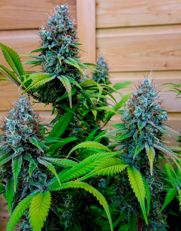 Завершение цикла и переход к сушке урожая Спелые соцветия каннабиса с синеватым оттенком и янтарными трихомами