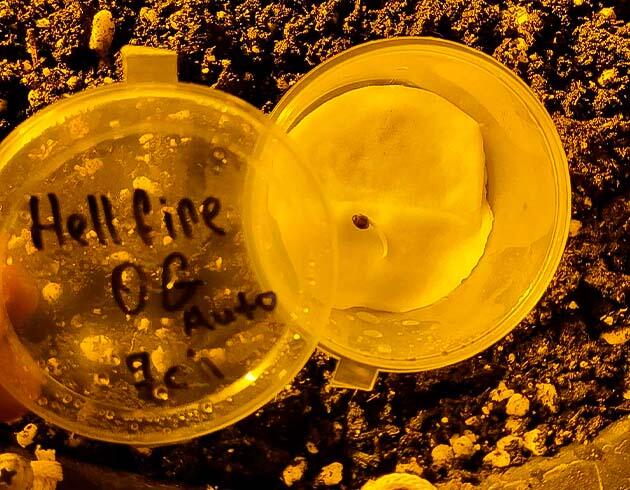 Корешок сорта конопли Hellfire OG Auto