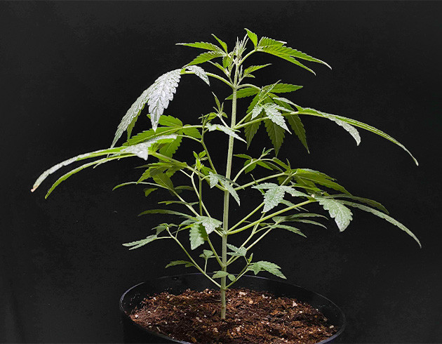 Без проблем: ежедневный уход за Amnesia Zkittlez Auto Увеличение размеров в два раза