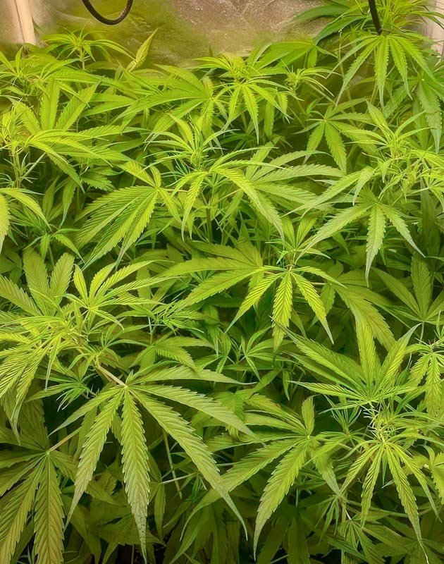 Каннабис на 6 неделе роста Конопля ростом 160 см