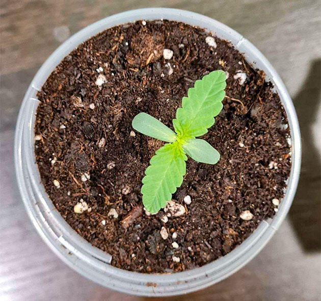 Старт роста Moonshine Cookies Auto Росток сорта конопли Moonshine Cookies Auto