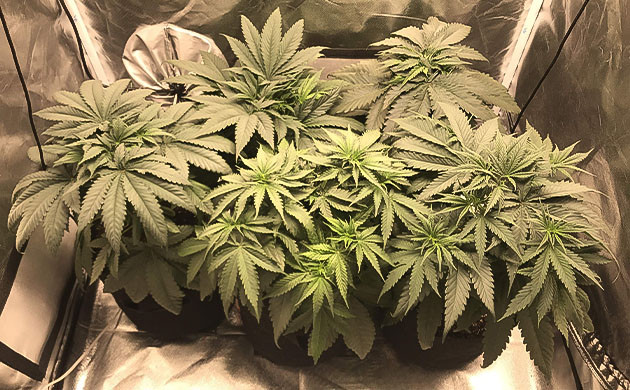 Проблемы с высокой температурой и низкой влажностью Кусты Chemical Bride в гроубоксе