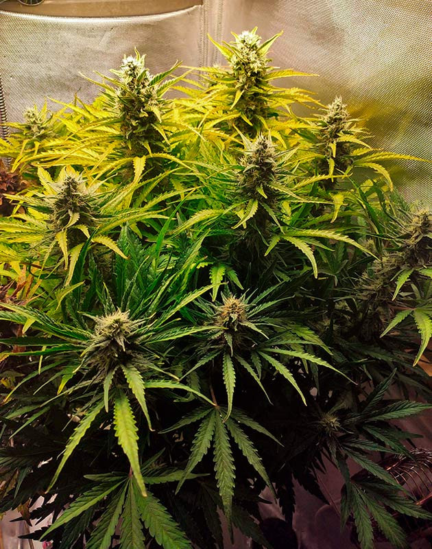 Начало цветения Auto Chocolate Skunk Auto Chocolate Skunk: переход на цветение