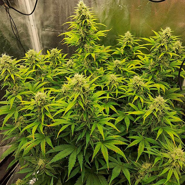 Набор массы и аромат шишек Gorilla Punch Auto Восстановление и рост Gorilla Punch Auto