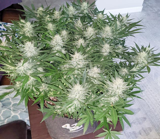 Легкие ожоги листьев Bruce Banner Auto