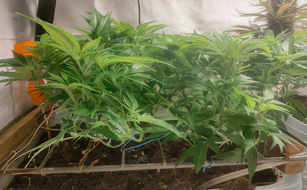 Куст Shiskaberry на 9 неделе
