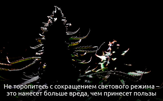 Почему нельзя спешить с переходом на цветение Ранняя стимуляция цветения