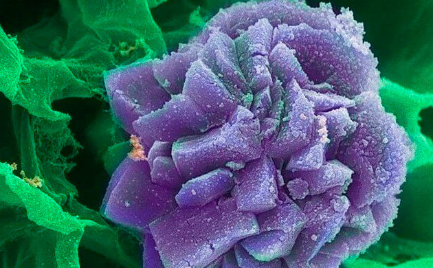 Кристалл оксалата кальция Кристалл синего цвета