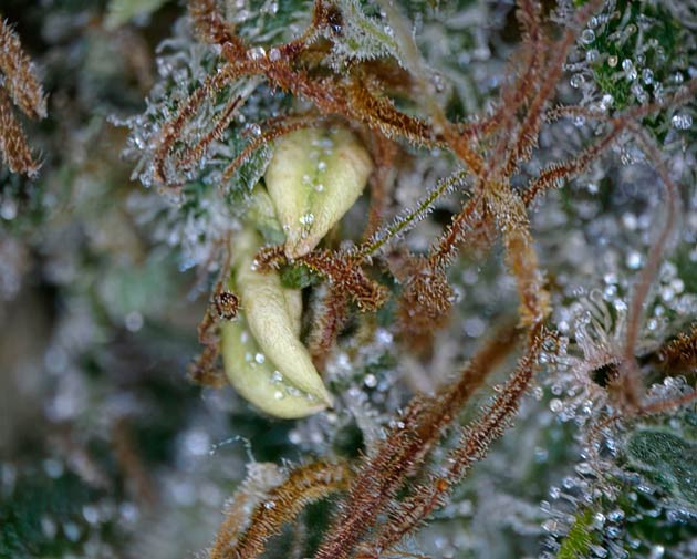 17 неделя роста марихуаны Конопля гермафродит