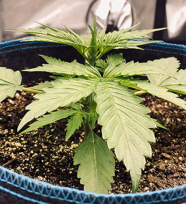 Внесение удобрения на 2 неделе выращивания Куст ростом 6 см