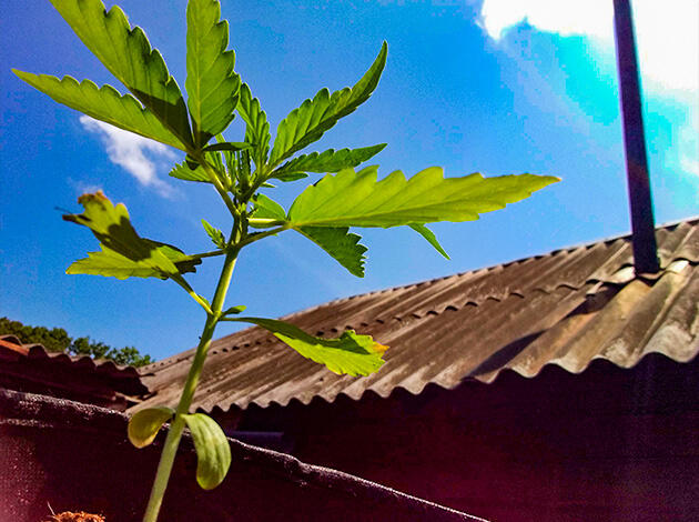 Ежедневный полив и удобрения для каннабиса Растишка Acid Rain Autoflower на 3 неделе выращивания