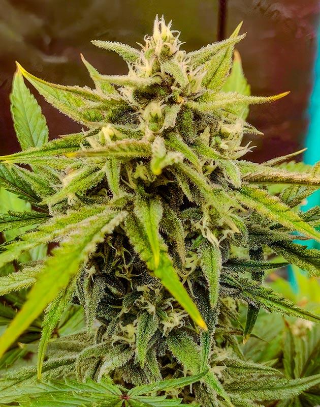 Стабильный финиш автоцветущего цикла Шишка сорта конопли Z-Up Auto