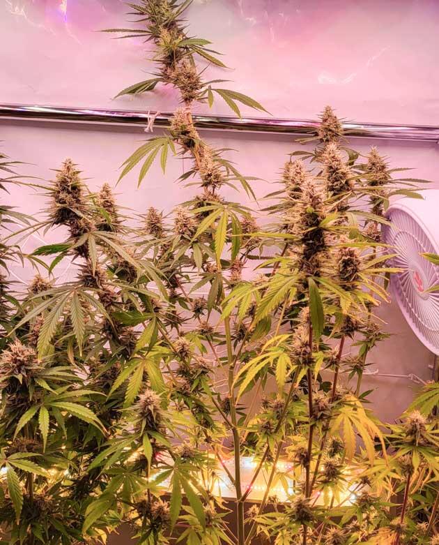 Куст Grand Gorilla Purple Auto на 11 неделе выращивания