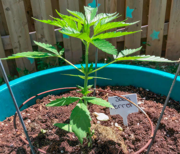 Мульча для выращивания конопли и полив Растишка Jack Herer от Seedkeepers на 2 неделе