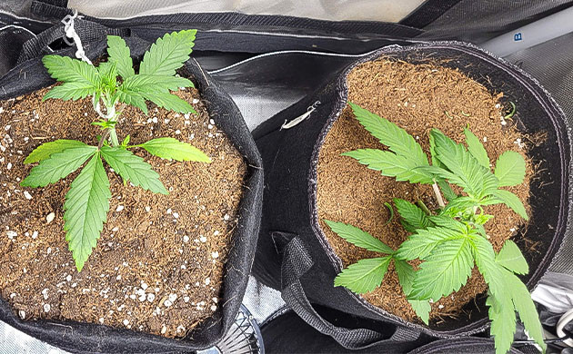 LST техника на сорте Purple Lemonade Auto Тренировка растения Purple Lemonade Auto