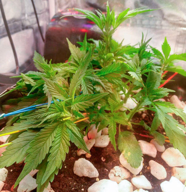 Удобрения для конопли Растишка Cream Caramel CBD на 4 неделе выращивания