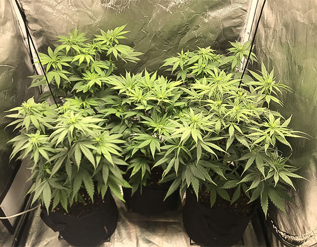 Начало фазы цветения Кусты на цветении