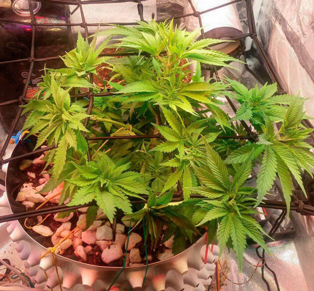 Установка сетки ScrOG и активный рост Куст Cream Caramel CBD на 6 неделе развития