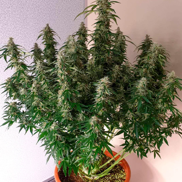 Самый большой куст Куст перед харвестом