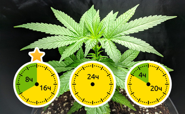 Световые режимы для вегетативного периода Оптимальный световой режим 18/6