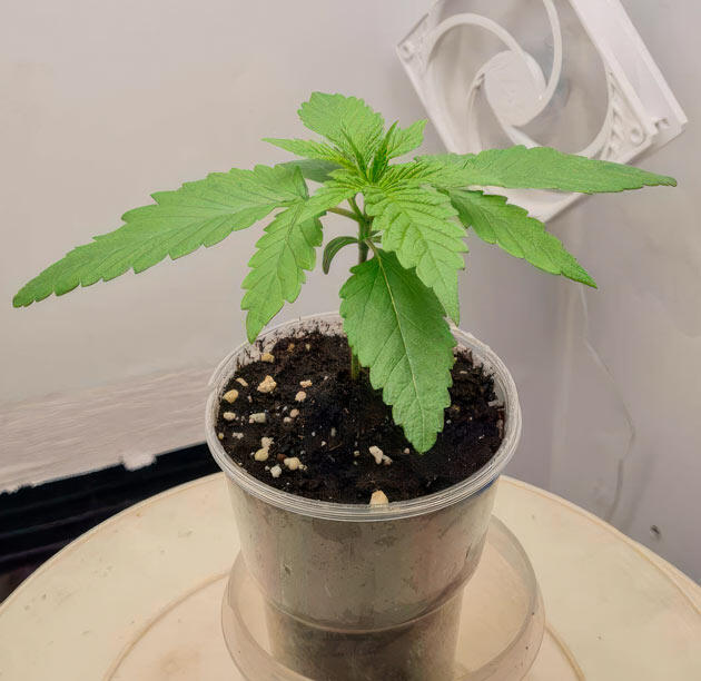 Росток Godfather OG Auto от 7CH American