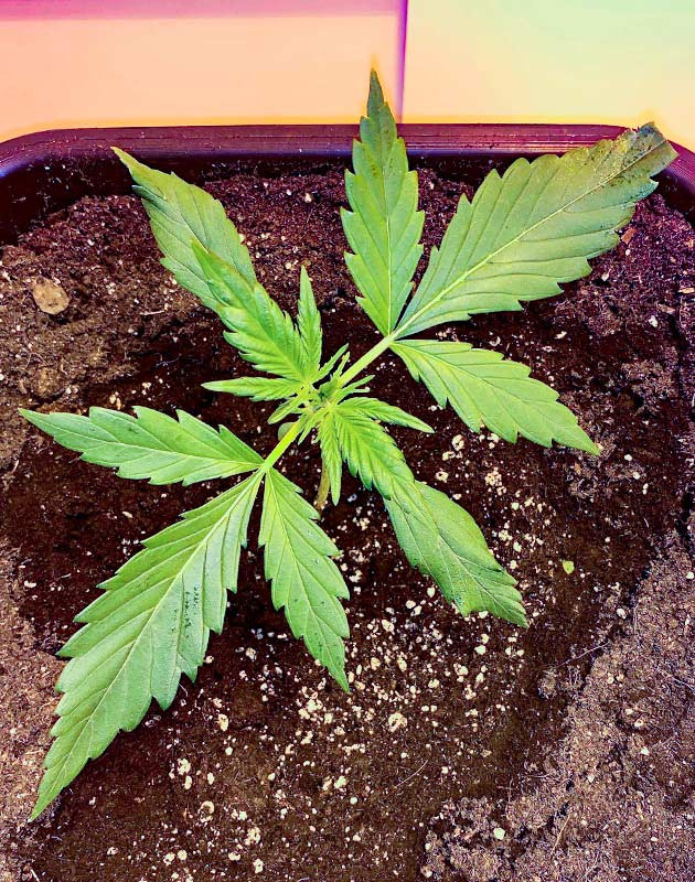 Растишка Zkittles Auto от Семяныча на 3 неделе выращивания