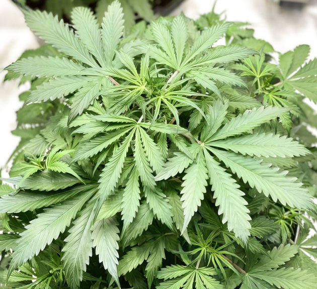 Удобрения для фазы цветения Куст Strawberry Gorilla Auto ростом 43 см