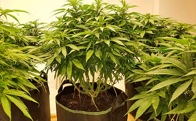 Amherst Sour Diesel начало цветения