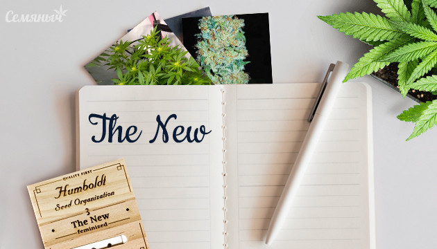 Выращивание сорта The New Гроурепорт сорта The New