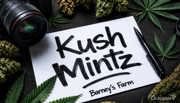Гроурепорт сорта марихуаны Kush Mintz