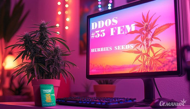 Гроурепорт по выращиванию сорта DDoS #33