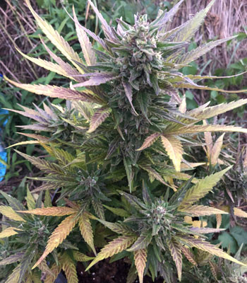 Pineapple Express за 10 недель выращивания