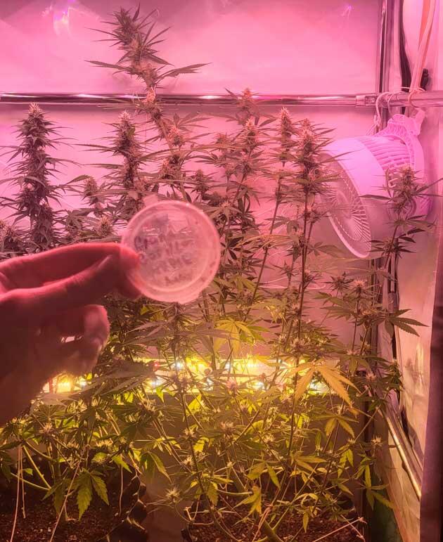 Куст Grand Gorilla Purple Auto от Семяныча на 9 неделе