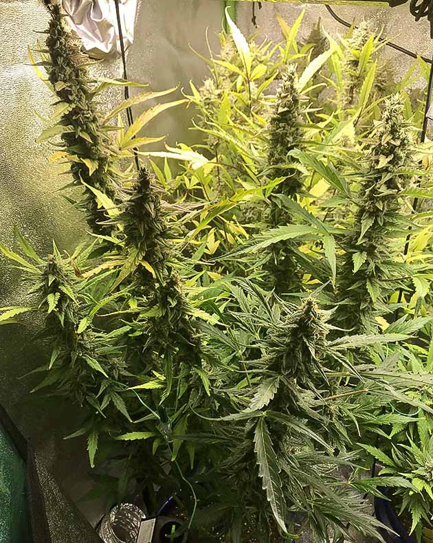 Куст конопли Auto Chocolate Skunk на 9 неделе выращивания Растения высотой 30 сантиметров