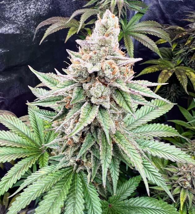 15 неделя сорта Papaya Frosting от сидбанка Barney's Farm