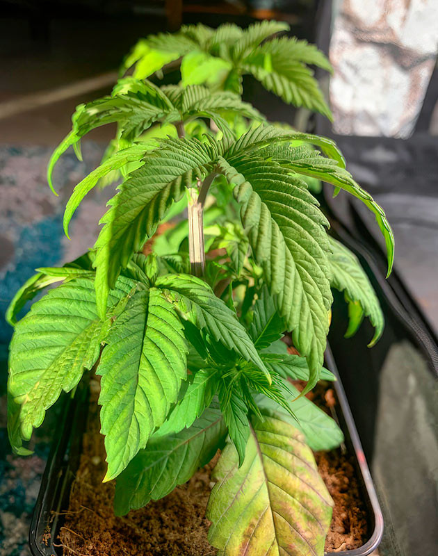 Световой стресс конопли Последствия светового стресса каннабиса