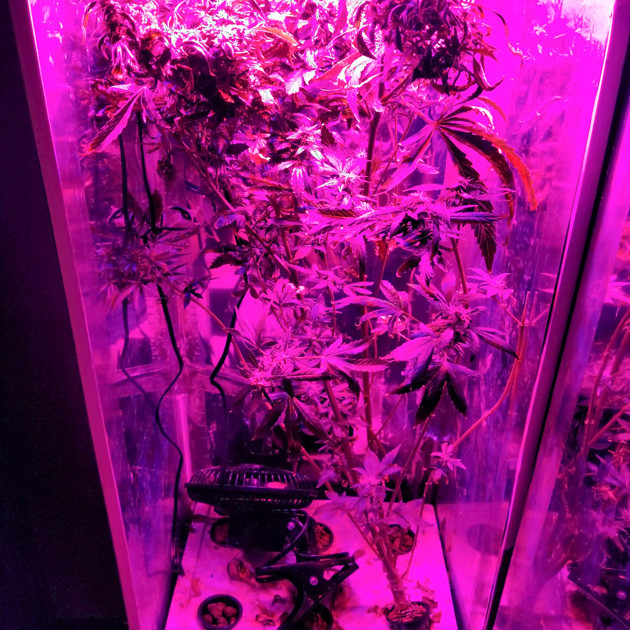 Световой ожог Формирование шишек на 8 неделе выращивания