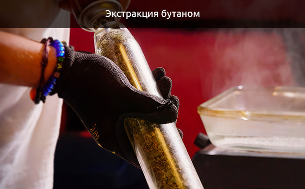 Инновации Никки Ти: Новые формы концентратов без растворителей Никки Ти: Эксперименты с концентратами без растворителей