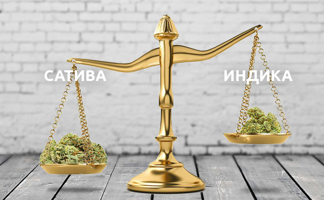 Урожайность сативных и индичных сортов Взвешивание сативы и индики