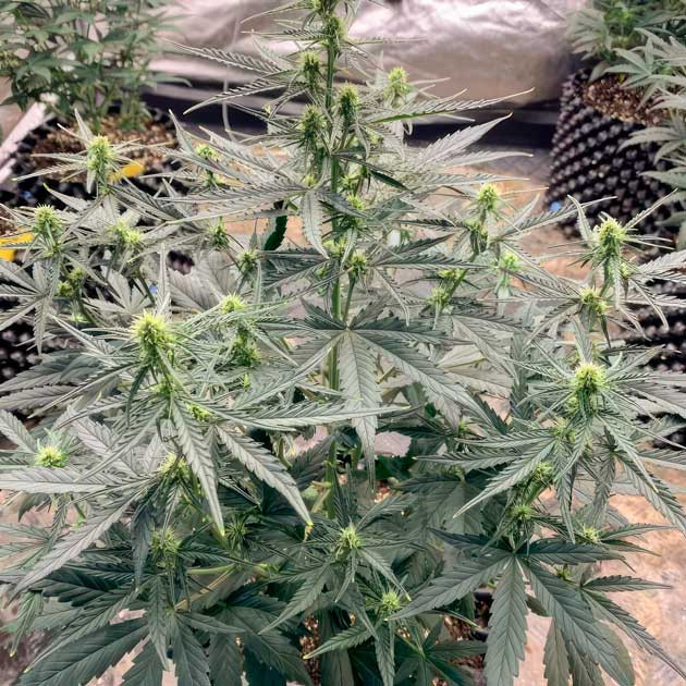 5 неделя выращивания каннабиса Куст Vanilla Latte Auto с завязями и первыми трихомами