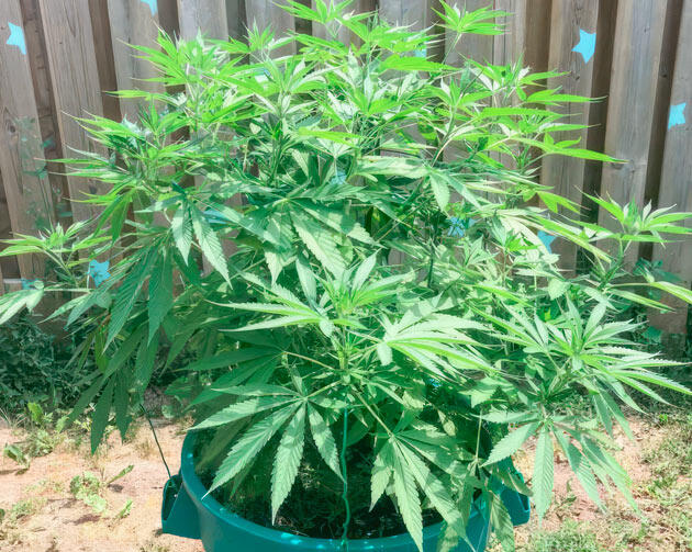 Стабильное развитие марихуаны Куст Jack Herer от Seedkeepers на 7 неделе выращивания