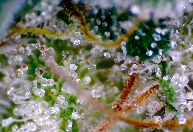 Подготовка к промывке Куст Strawberry Amnesia на 13 неделе