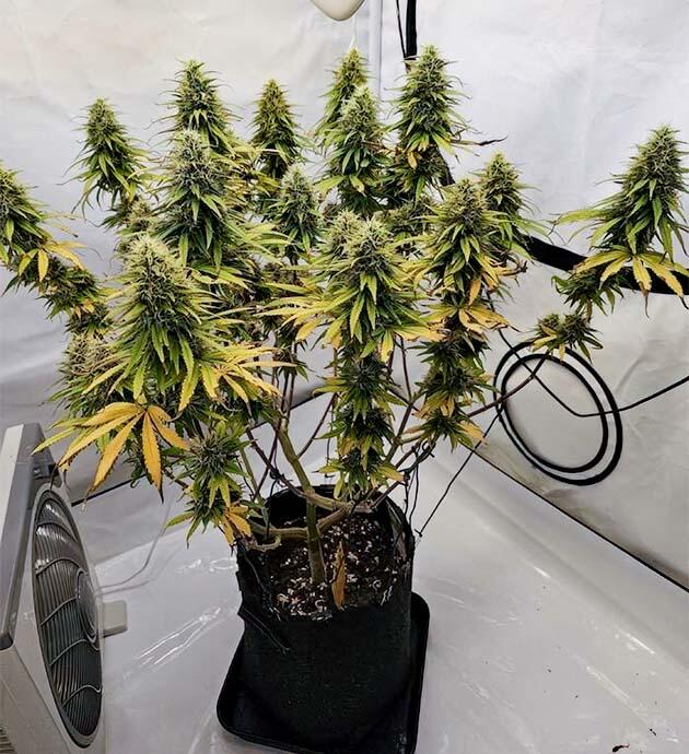 15-16 неделя сорта Super Silver Haze от сидбанка GHS