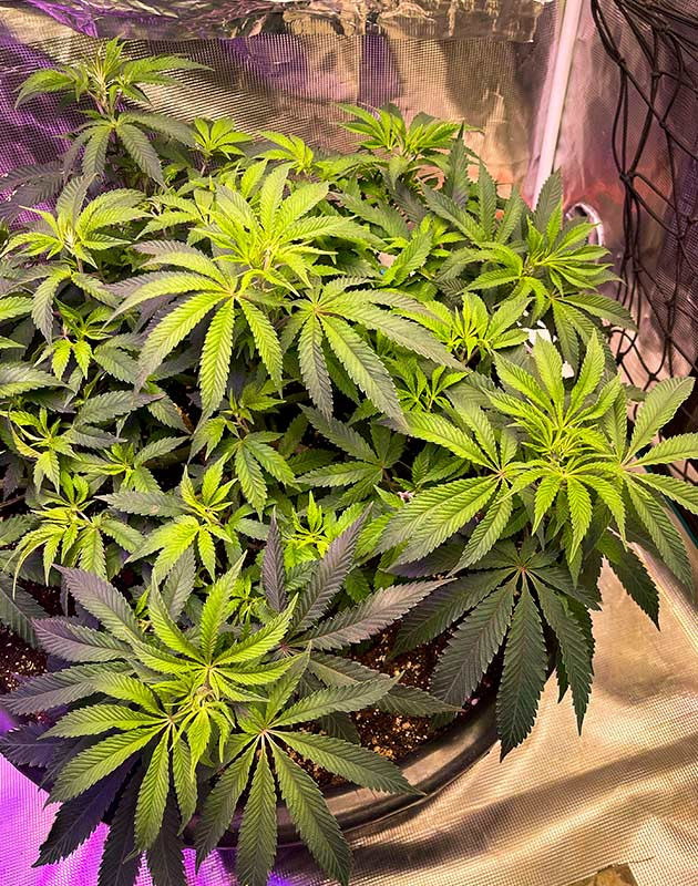 Куст конопли на 9 неделе