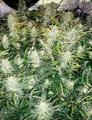 Промывка перед харвестом Куст перед сбором урожая