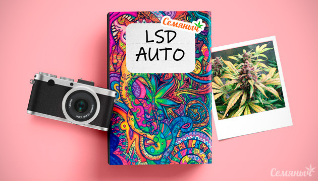 Выращивание LSD Auto Семяныч