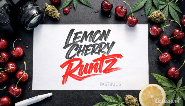 Гроурепорт сорта Lemon Cherry Runtz от сидбанка FastBuds